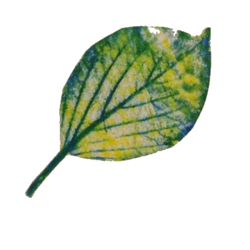 Bigleaf_preview