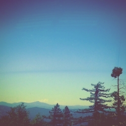 Pines_preview