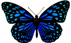Blue_monarch_2_preview