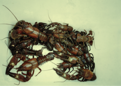 Lobster_preview