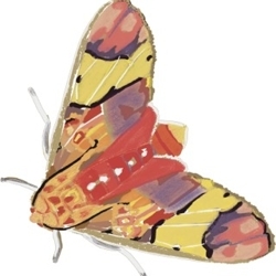 Moth_small_small_preview
