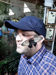 Vivek_butterfly_preview