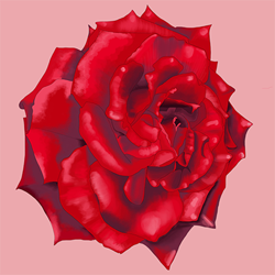 Rose_logosmall__preview