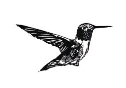 Hummingbird_preview
