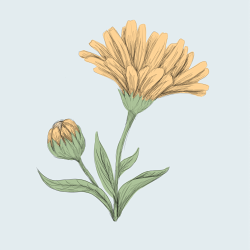Pfp_2_preview