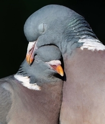 Img_3446_preview