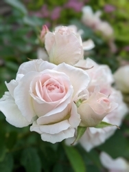 Img_7454_preview
