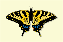 Butterflywall22_preview