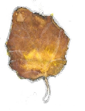 Leaf__2__preview